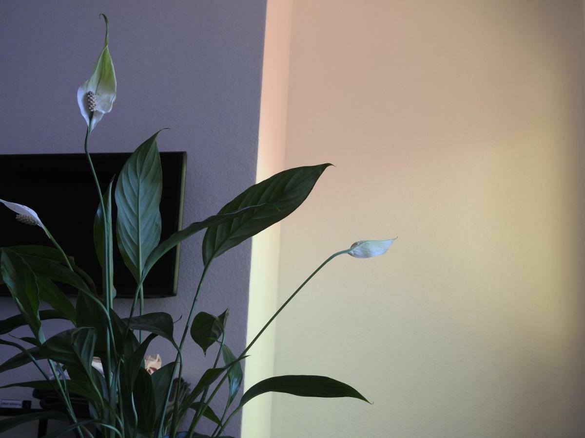Apartment Antonela Slatine Kültér fotó